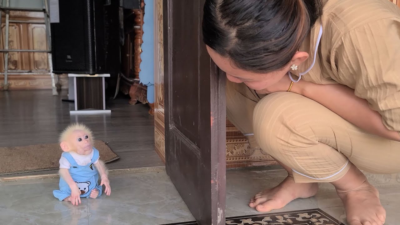 Old monkey David plays hide and seek with Mom