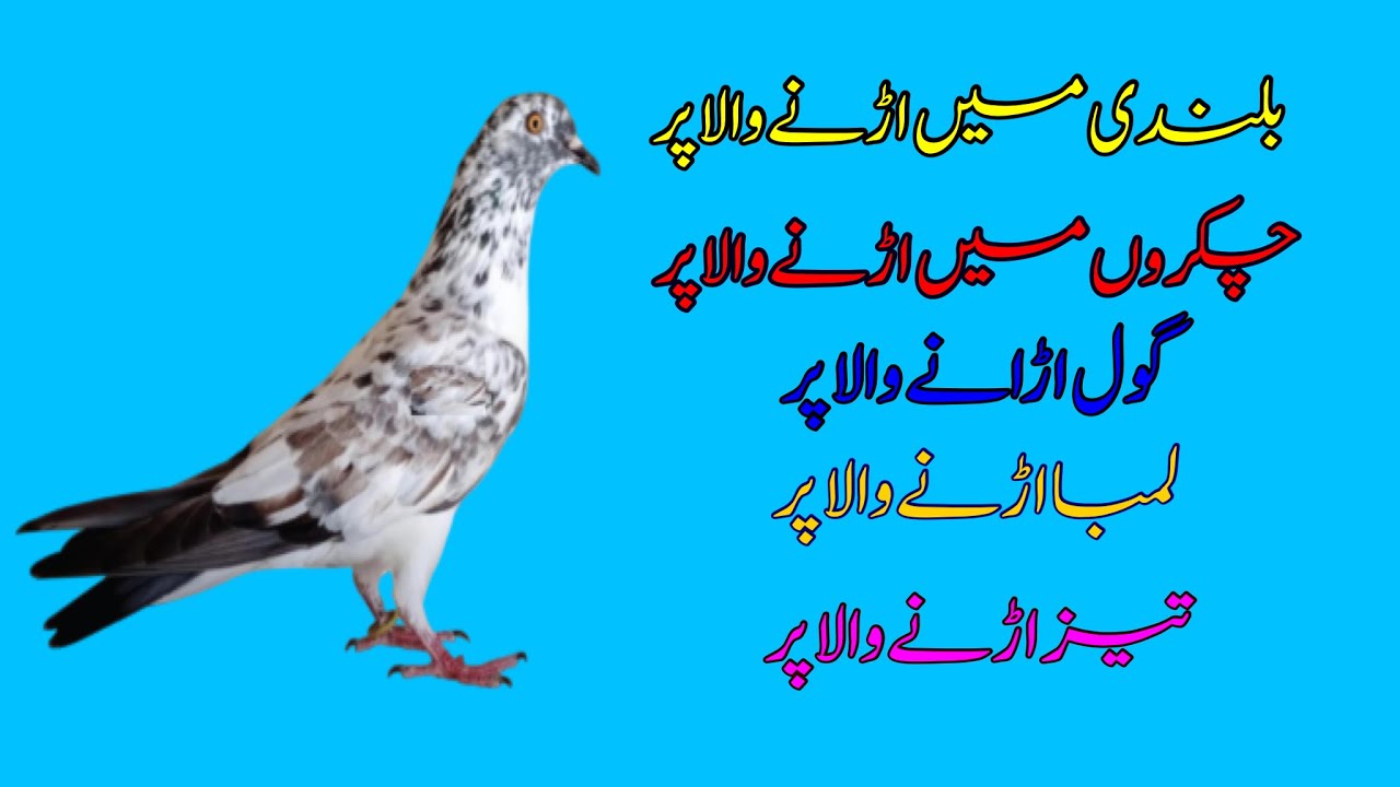 Gol Lamba aur Taiz Udeny Waly Par Pehchan || Afzaal Pigeons