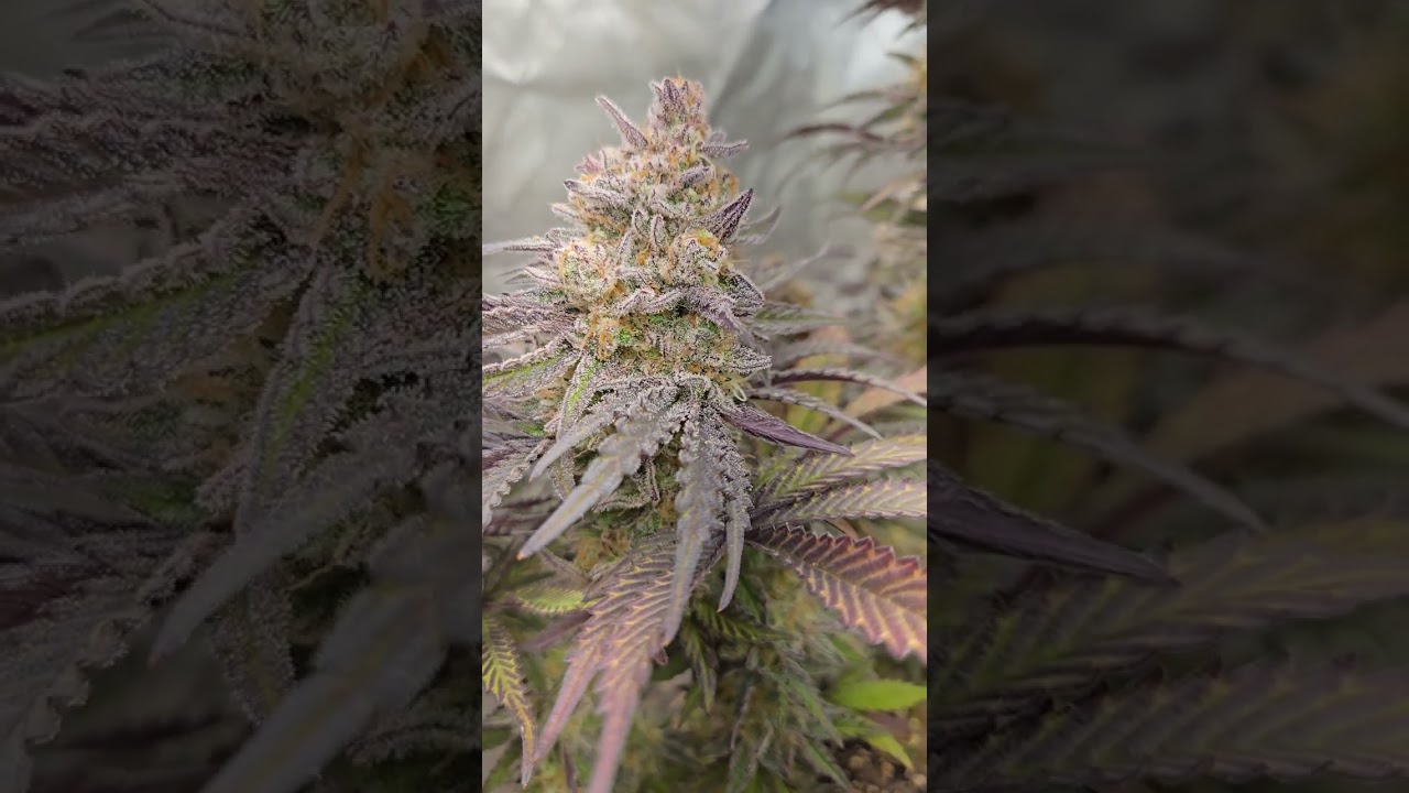 Mephistos Hubbabubbasmelloscope x Ethos Orange Kush Cake= Smithsoniam Genetics Hubbabubba Kush Cake