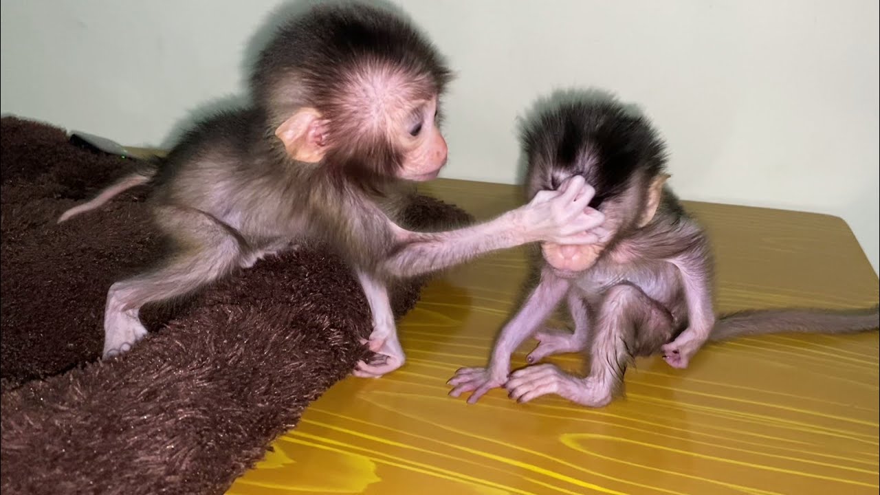 POOR BABY MONKEY KIMMY, SHE BECAME A VICTIM OF MILIE CURIOSITY