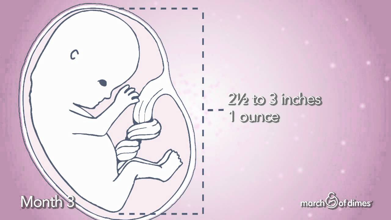 How Your Baby Grows Month 3