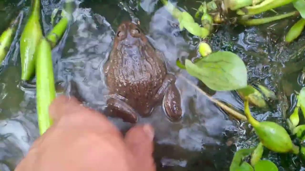 Today, let's look at frogs that are good for breeding large breeds.