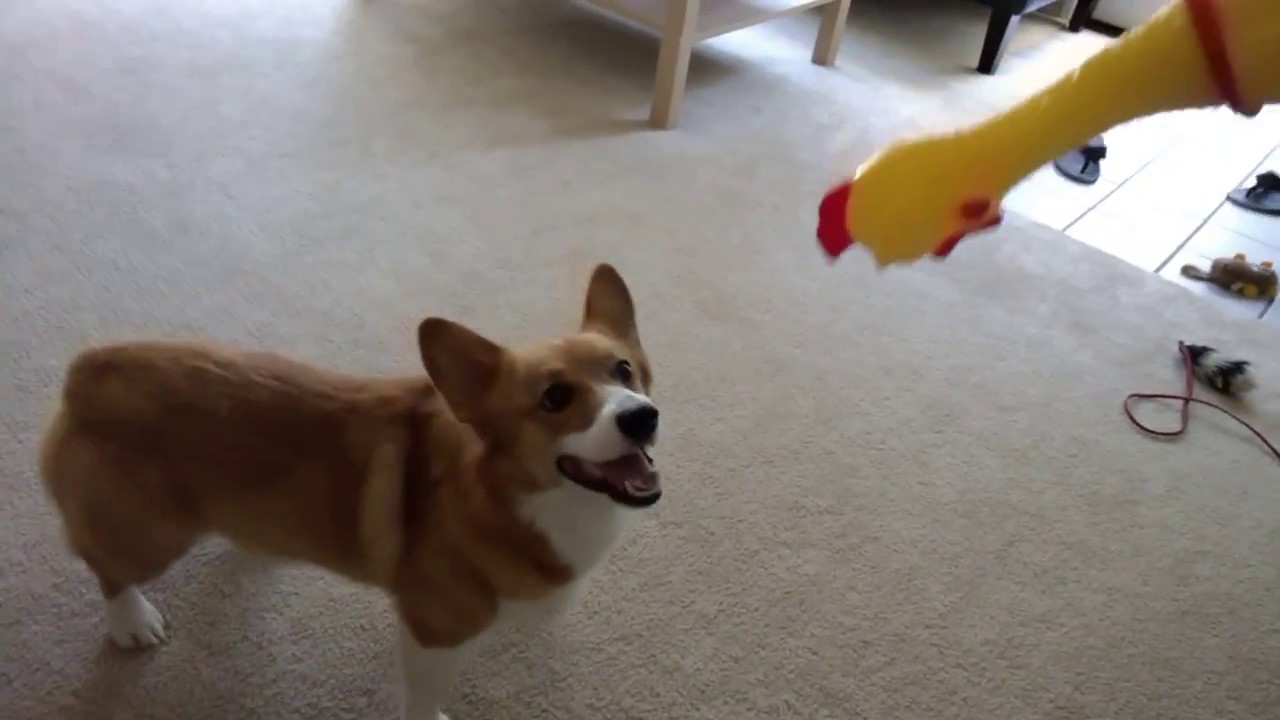 Corgi and the squeaky chicken
