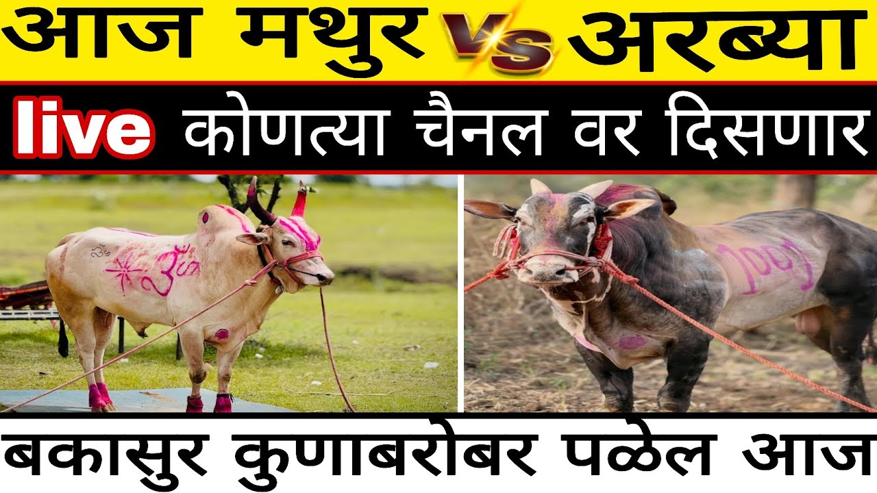 आज टॉपच्या बिनजोड /मथुर VS अरब्या मैत्री पूर्वक लढत होणार, लाईव्ह कोणत्या चैनल वर,बकासुर चा पैरा कोण