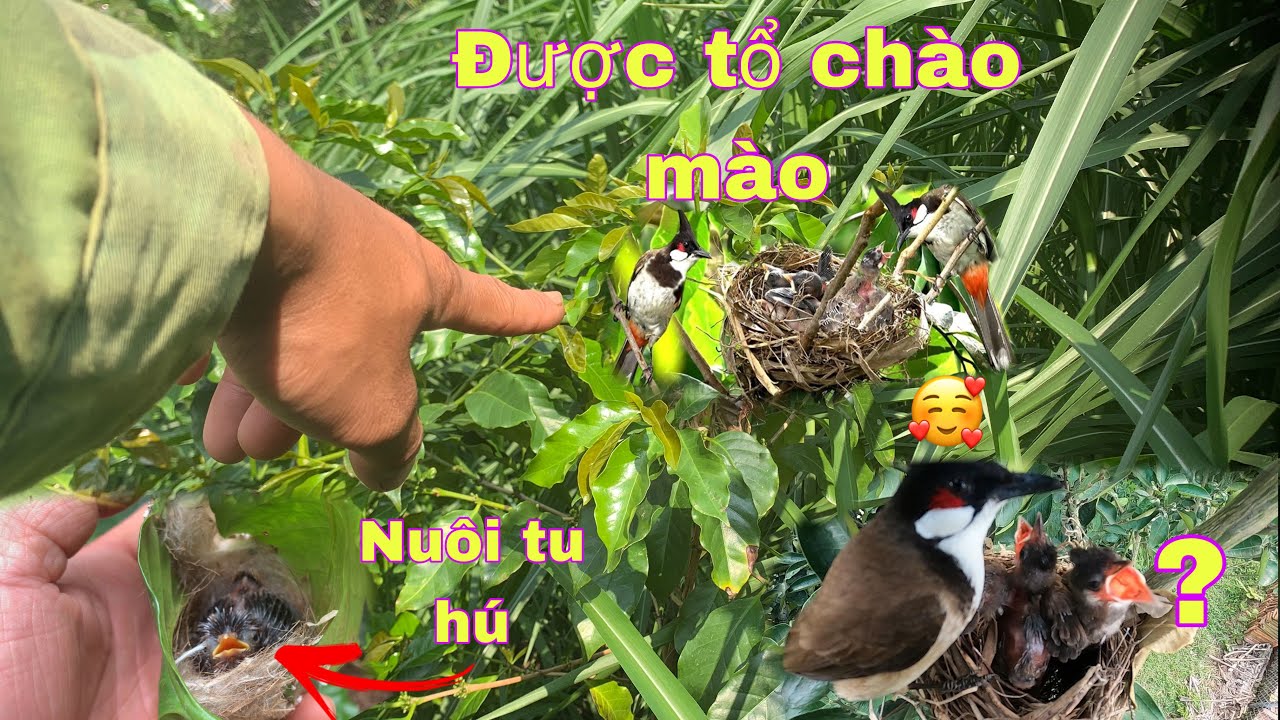 Đi Tìm Được Tổ Chim Chào Mào Và Quyết Định Nuôi Tổ Chim Tu Hú .Tìm Tổ Chim Mi Mắt Vàng | Duy Tôm Tv