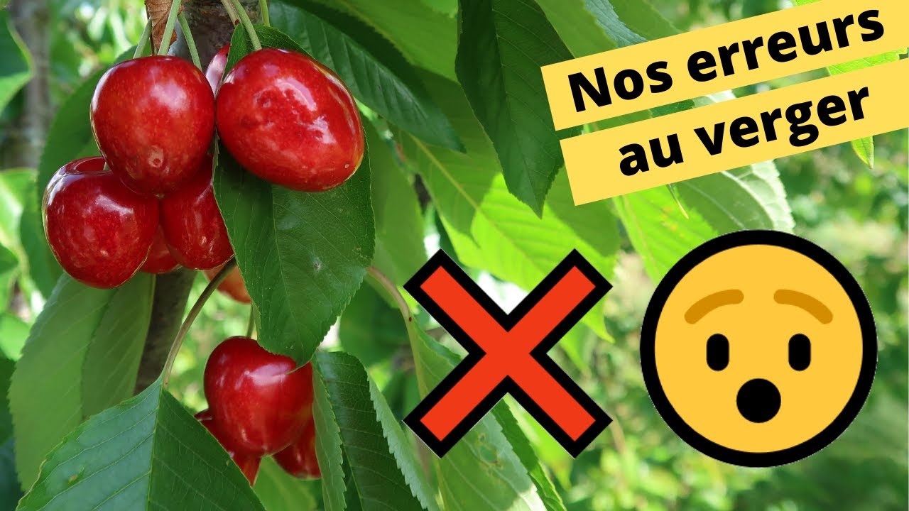 🍒❌😯Nos erreurs au verger🍒❌😯