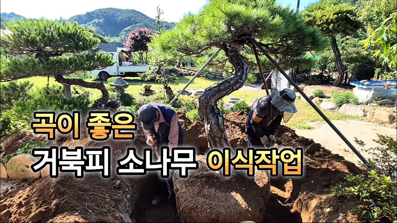 곡이 좋은 거북피 소나무 #소나무 #조경수 #특수목 #임업 #님사랑이야기