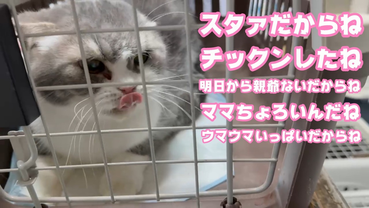 スタァだからね チックンなんかね  明日から親爺いないからね  ママはウマウマいっぱいだからね  ちょろいね  2026 03 12 2