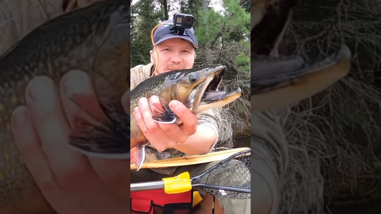 TROPHY NATIVE BROOK TROUT 😳  #brooktrout #fishing #algonquinpark