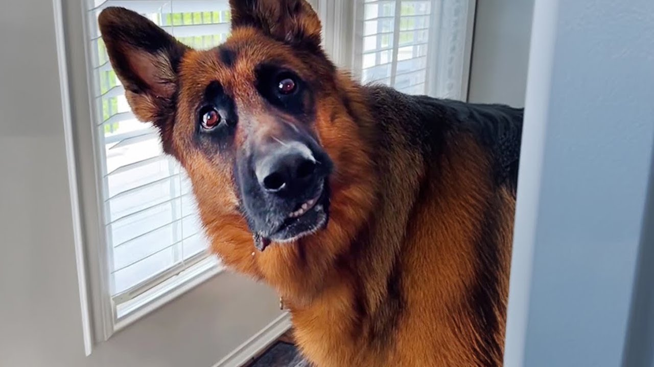When You Live With a Dog Speaking English Better Than Hooman 😲 Funniest Dogs Video 2025!