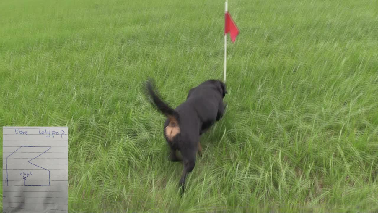 Pistage Français-Piste libre entrainement du 11 07 2021 Lolypop Rottweiler