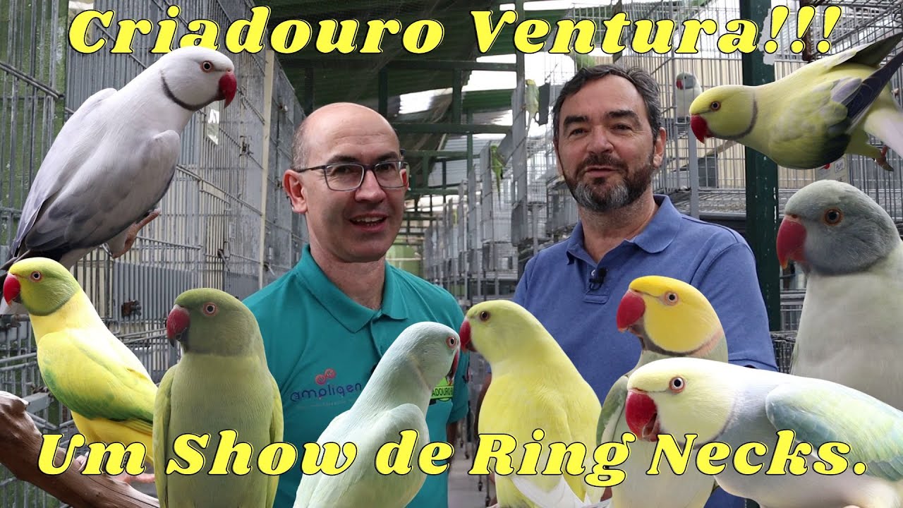 UM SHOW DE RING NECKS NO CRIADOURO VENTURA!!!