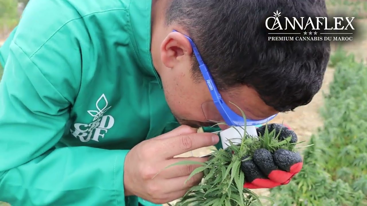 CANNAFLEX MOROCCO