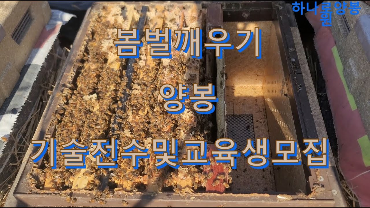 봄벌깨우기/양봉기술공유및전수/초보양봉인교육생모집/귀농귀촌