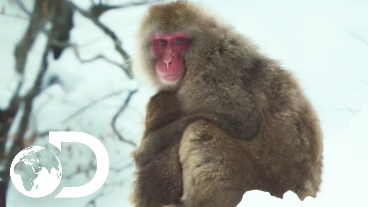 Troupes Of Japanese Macaques Use Hot Springs To Keep Warm | Wildest Islands: Japan