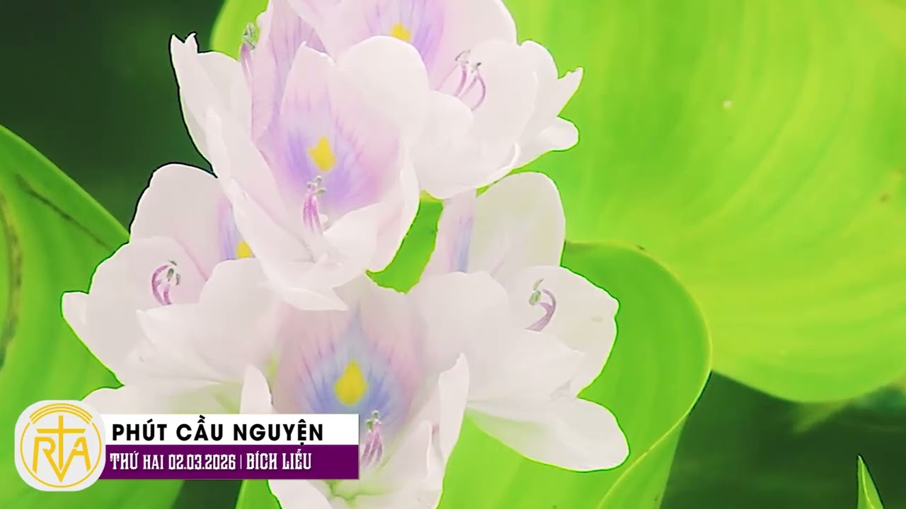 Phút Cầu Nguyện, Thứ Hai 02/03/2026:   Đừng xét đoán tha nhân