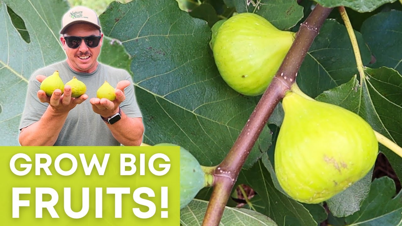 The SECRET to Growing Huge, Delicious Fruits!