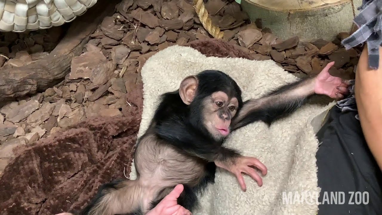 What milestones does baby chimp Maisie need to reach to meet her surrogate mom?