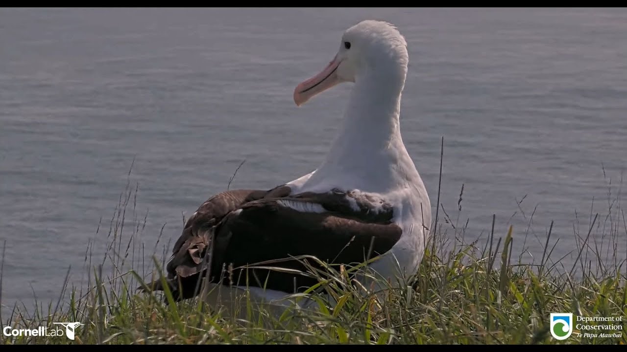 Royal Albatross - LGL❤️'s back and looking for his chick ! But, TF has just fledged in the morning !