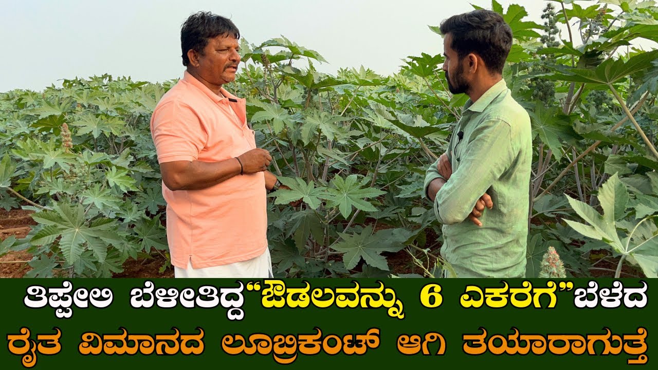 6 ಎಕರೆ ಔಡಲ(ಹರಳು) ಕೃಷಿ|ನನ್ನ ನೋಡಿ ಸುತ್ತ ಮುತ್ತ ರೈತರೆಲ್ಲ ಬೆಳೀತಿದ್ದಾರೆ|Castor Cultivation in kannada EP-1