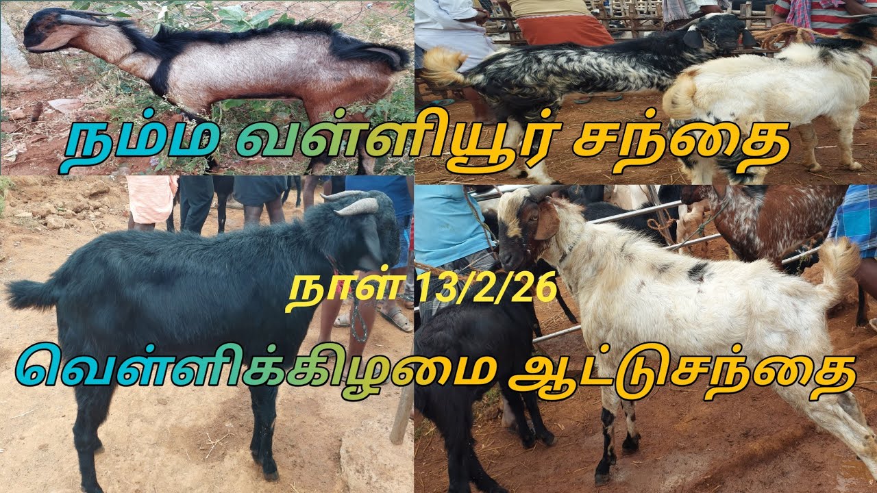 வள்ளியூர் ஆடு கோழி சந்தை # nellai90 