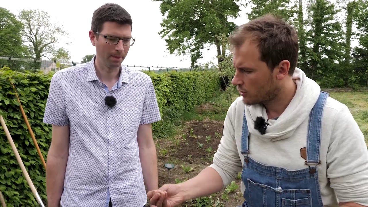GESTE TECHNIQUE - Un couvert végétal dans votre potager ?