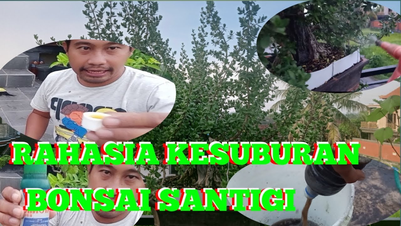 perawatan rutin bonsai santigi