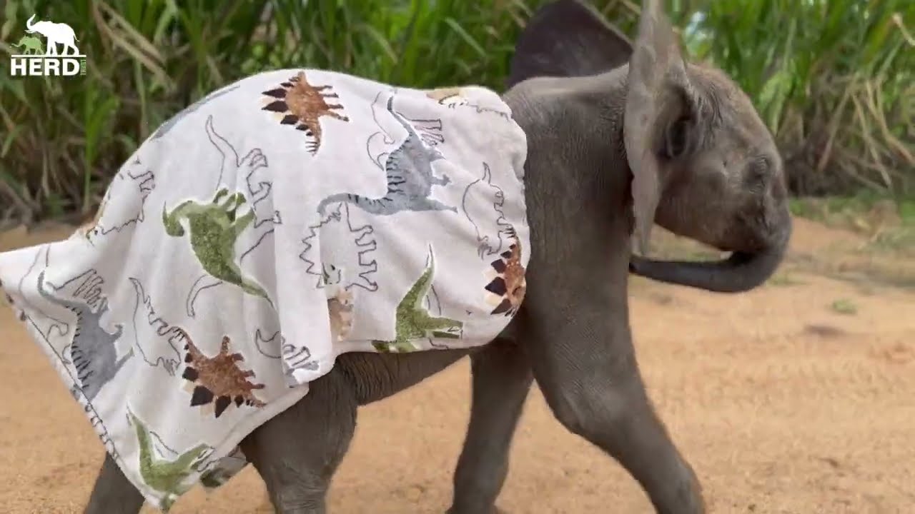 Rainy Adventures with baby elephant Phabeni, Spotty, Lammie, and Nandi 🌧️