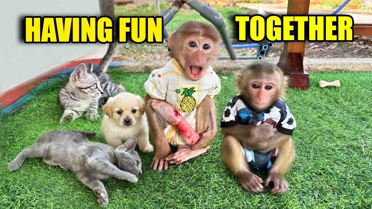 👉 Baby Monkeys Jobi & Hope Meet Dogs & Cats &ndash; Unexpected Ending! 😲