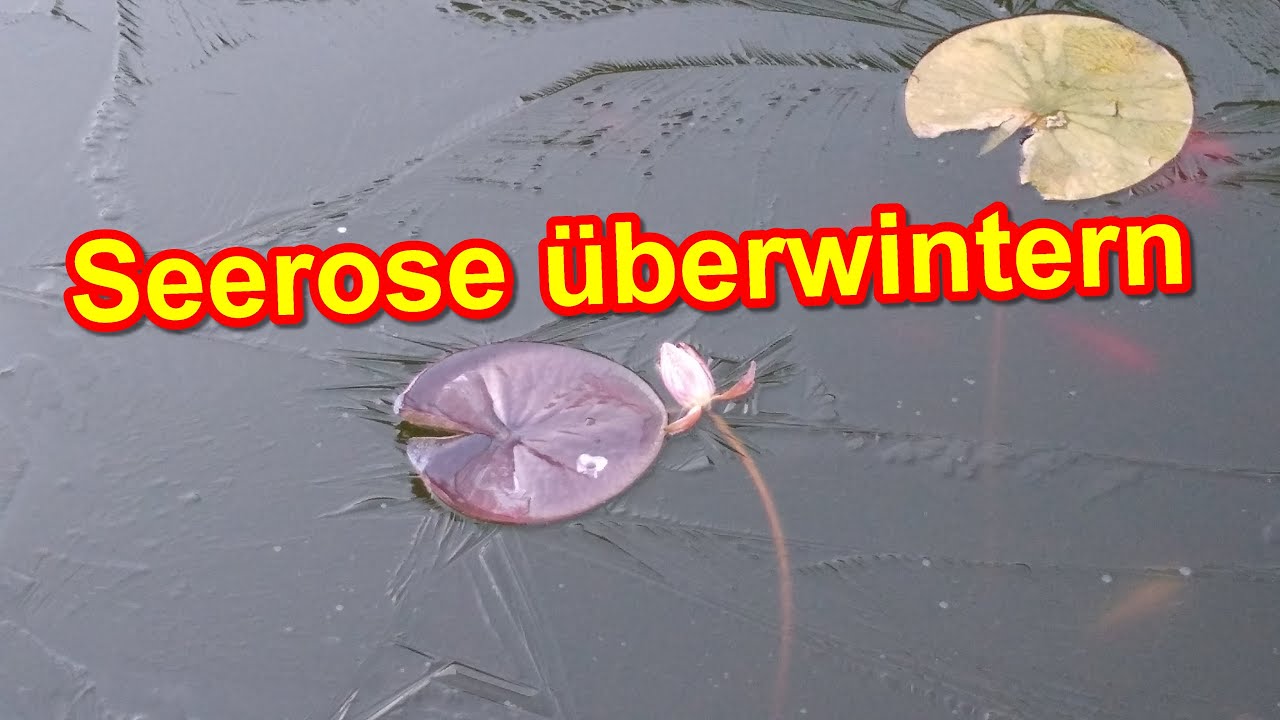 Wie du Seerosen &uuml;berwintern musst! &ndash; Seerose im Winter im Teich & im K&uuml;bel im Keller &uuml;berwintern
