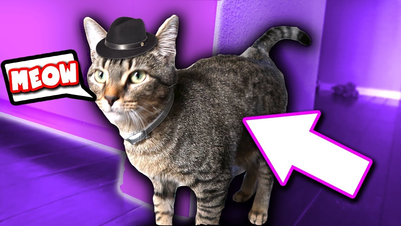 DUDE THE CAT IS ALL GROWN UP
