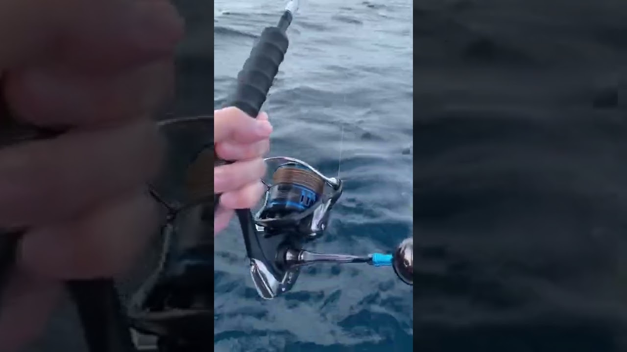 Loving the Saltist combo for Mahi #fishing #daiwa #daiwafishing #fishingaustralia #fishingsydney
