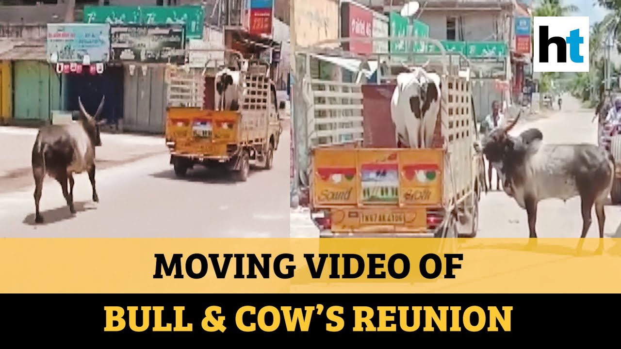 Watch: Bull refuses to be separated from cow, video of their affection goes viral