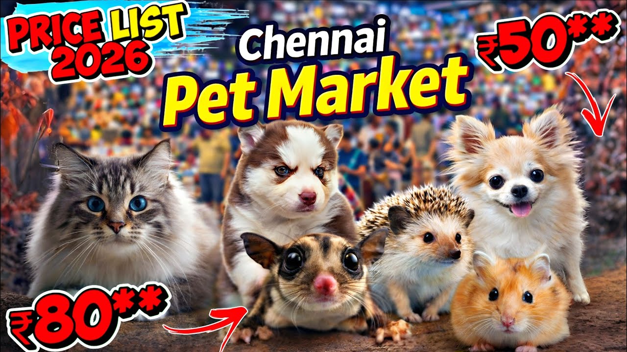 Полный обзор зоорынка Broadway Pet Market в Ченнаи 🔥 | Реальные цены шокируют 😳
