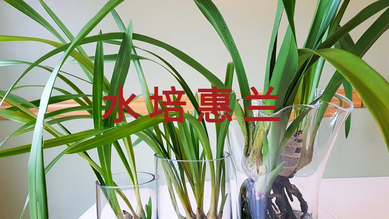 兰花水培 － 惠兰 Update