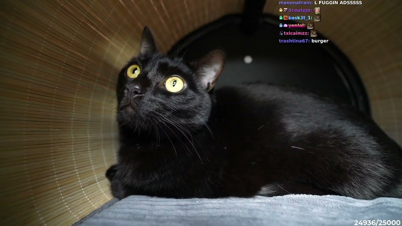Ron's cat burger does back flip