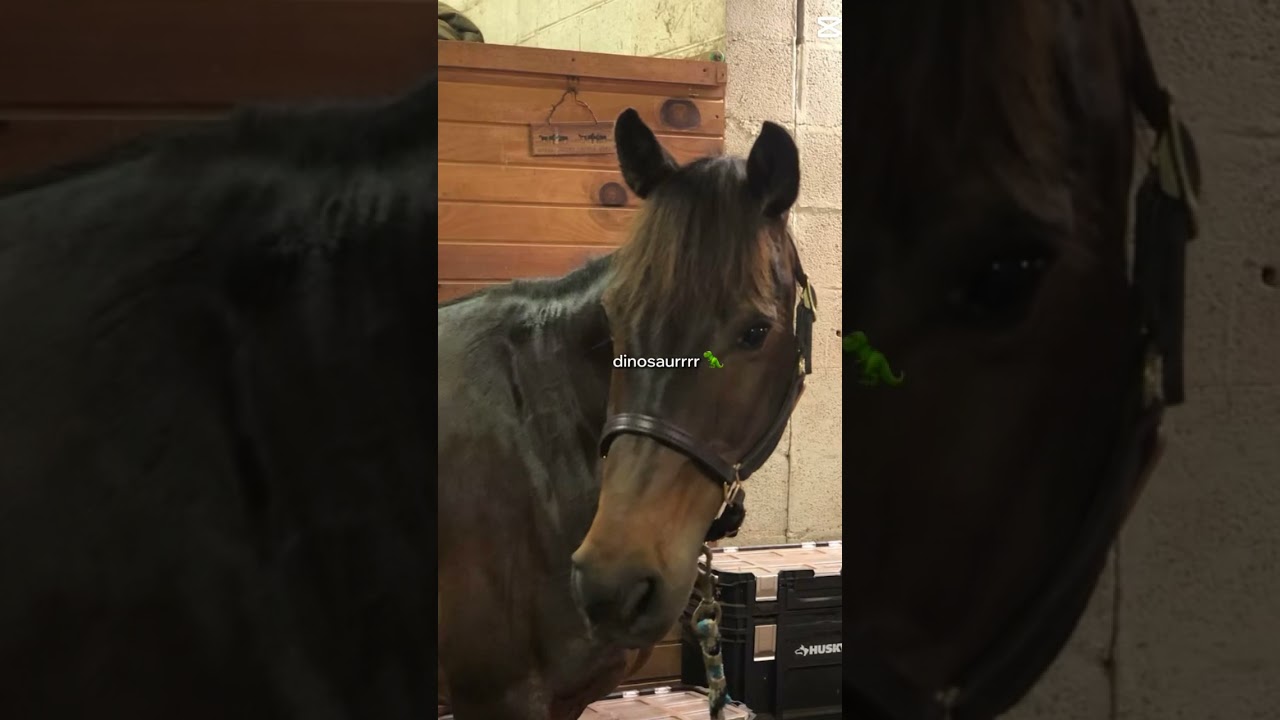 Lol beans love everyone 💕 #horse #equestrianjourney #equestrian #horsefan #english #horsegirl #bean
