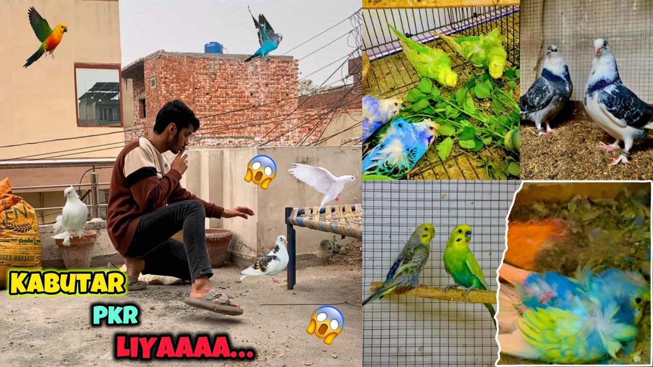 Jangli kabutar pkr liya😱😍|Catch a wild pigeon🕊️