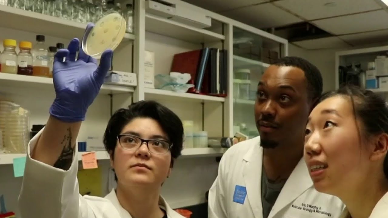Bacteria eating viruses becoming resistant to antibiotics