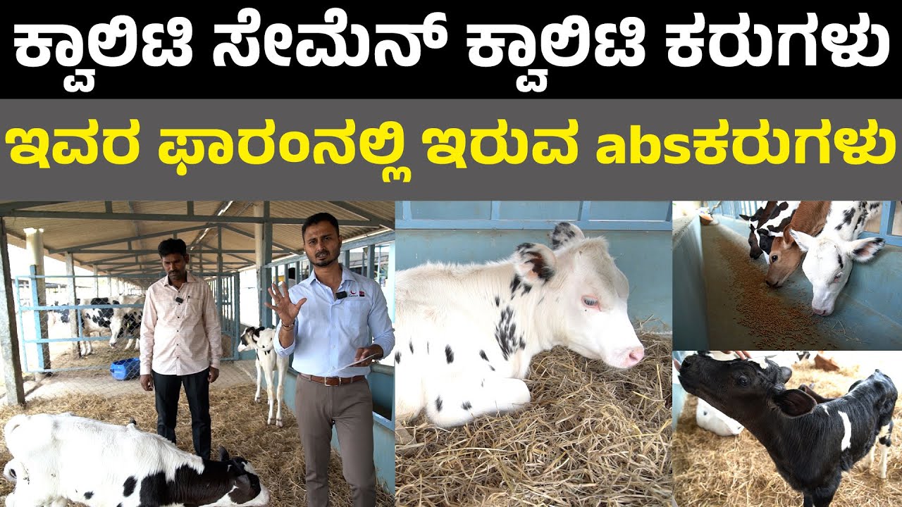 Satisfied farmer with Genus ABS Semen I ಕ್ವಾಲಿಟಿ ಕರುಗಳು  ಕೇವಲ 14 ದಿನಗಳಾಗಿವೆ ಅಷ್ಟೇ I ABS Semen