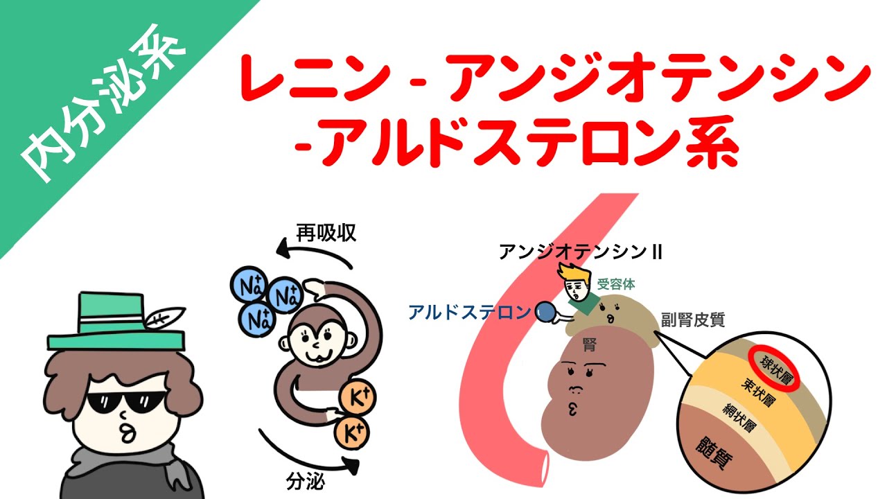 レニン・アンジオテンシン・アルドステロン系（血圧上昇のしくみ）