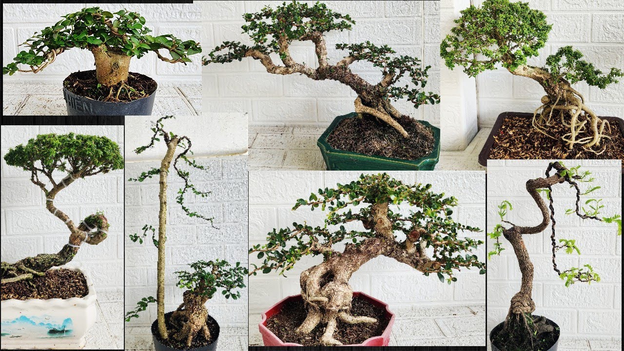 Clip 367. 27/1/2026. Bonsai chơi Tết. Bonsai mini đẹp, bonsai để bàn  . lh #0909110695  Viễn. 