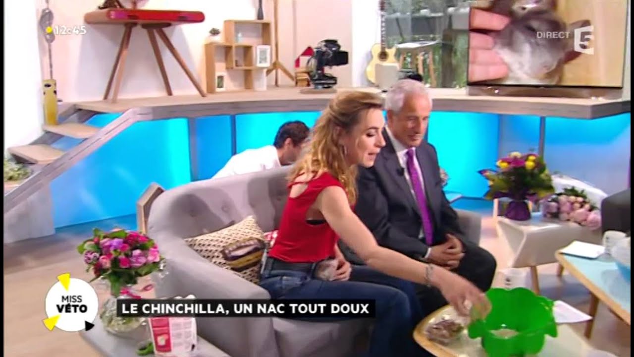 Le chinchilla : un NAC tout doux
