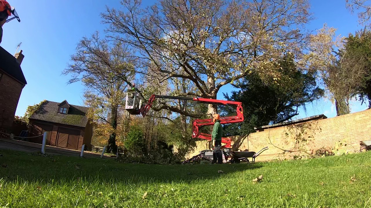 Browns Landscape Solutions - Hinowa 17.75 Lightlift MEWP Crown Raising Sycamore Tree
