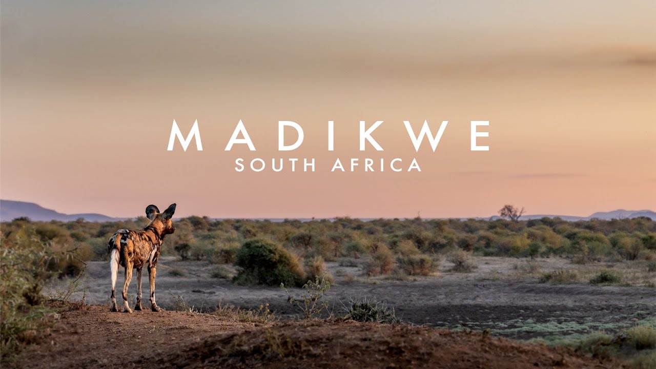 Madikwe, South Africa | Wildlife Photographic Safari | 4k 100fps
