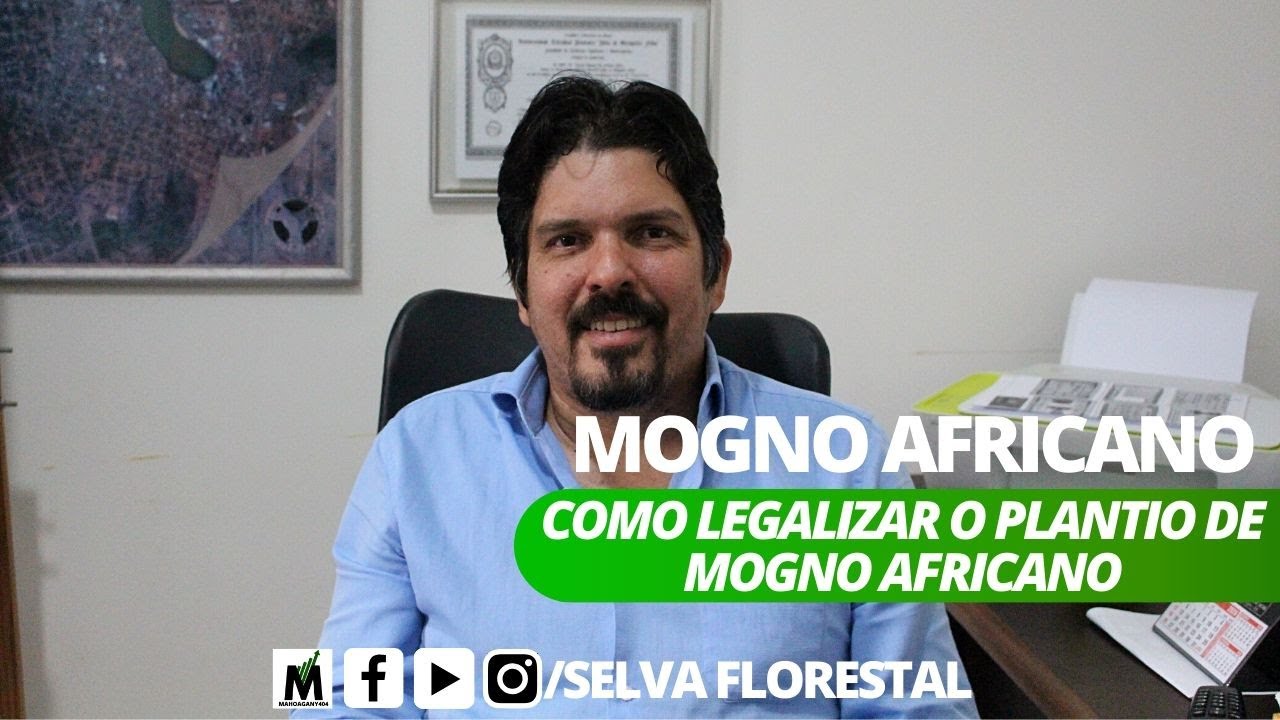 MOGNO AFRICANO - COMO LEGALIZAR O PLANTIO DE MOGNO AFRICANO