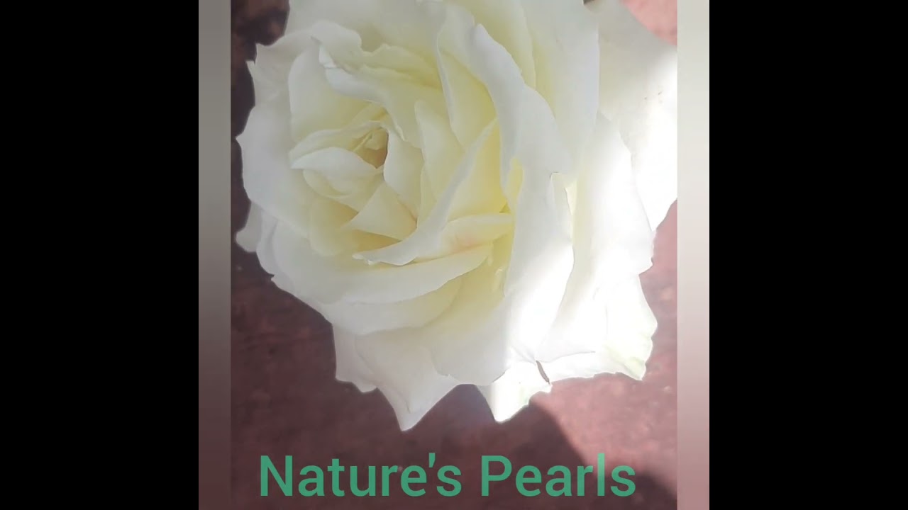 Attractive White Rose 🤩@ my garden 😍