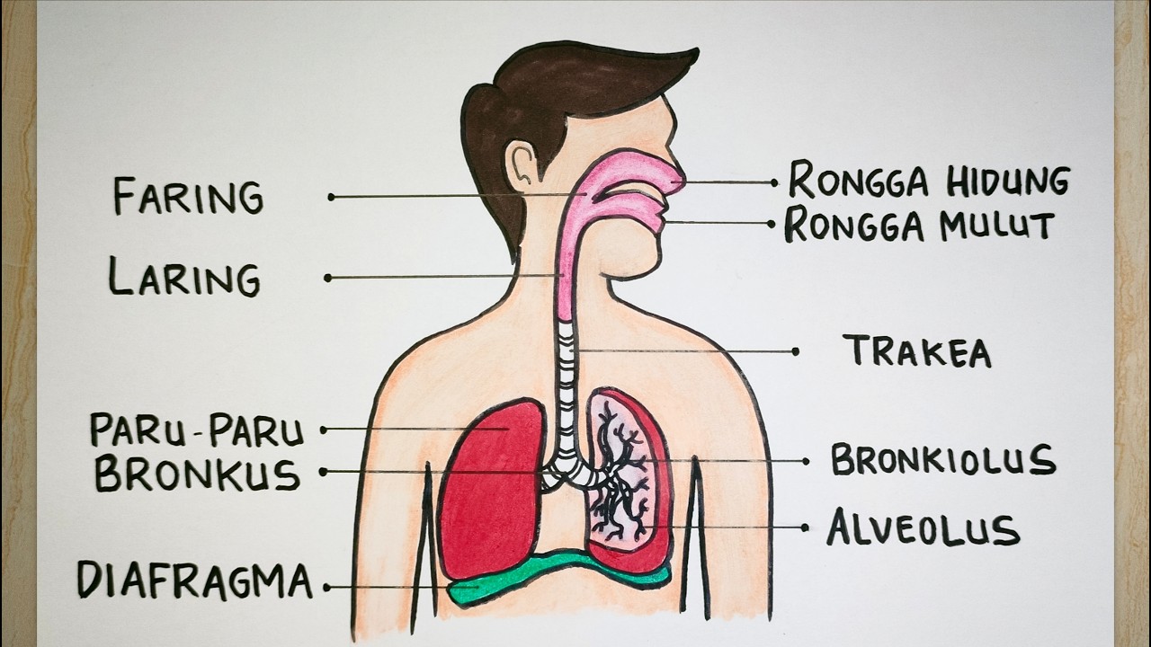 Gambar organ pernapasan manusia
