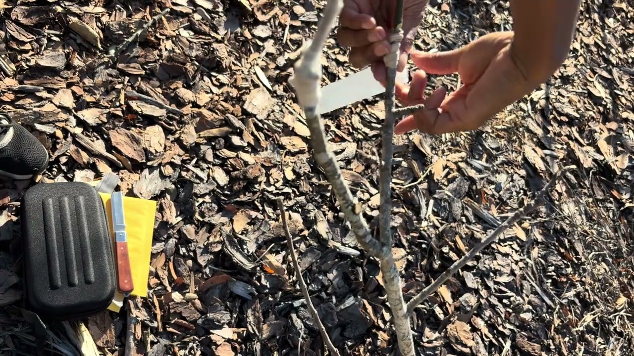 Failing at Tree Grafting So You Don’t Have To