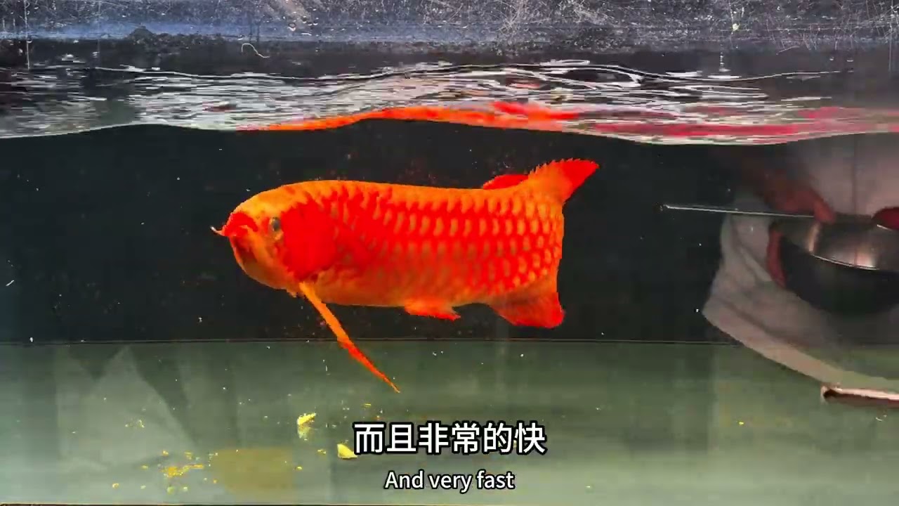红龙发色第8集（龙鱼发色的一些因素）